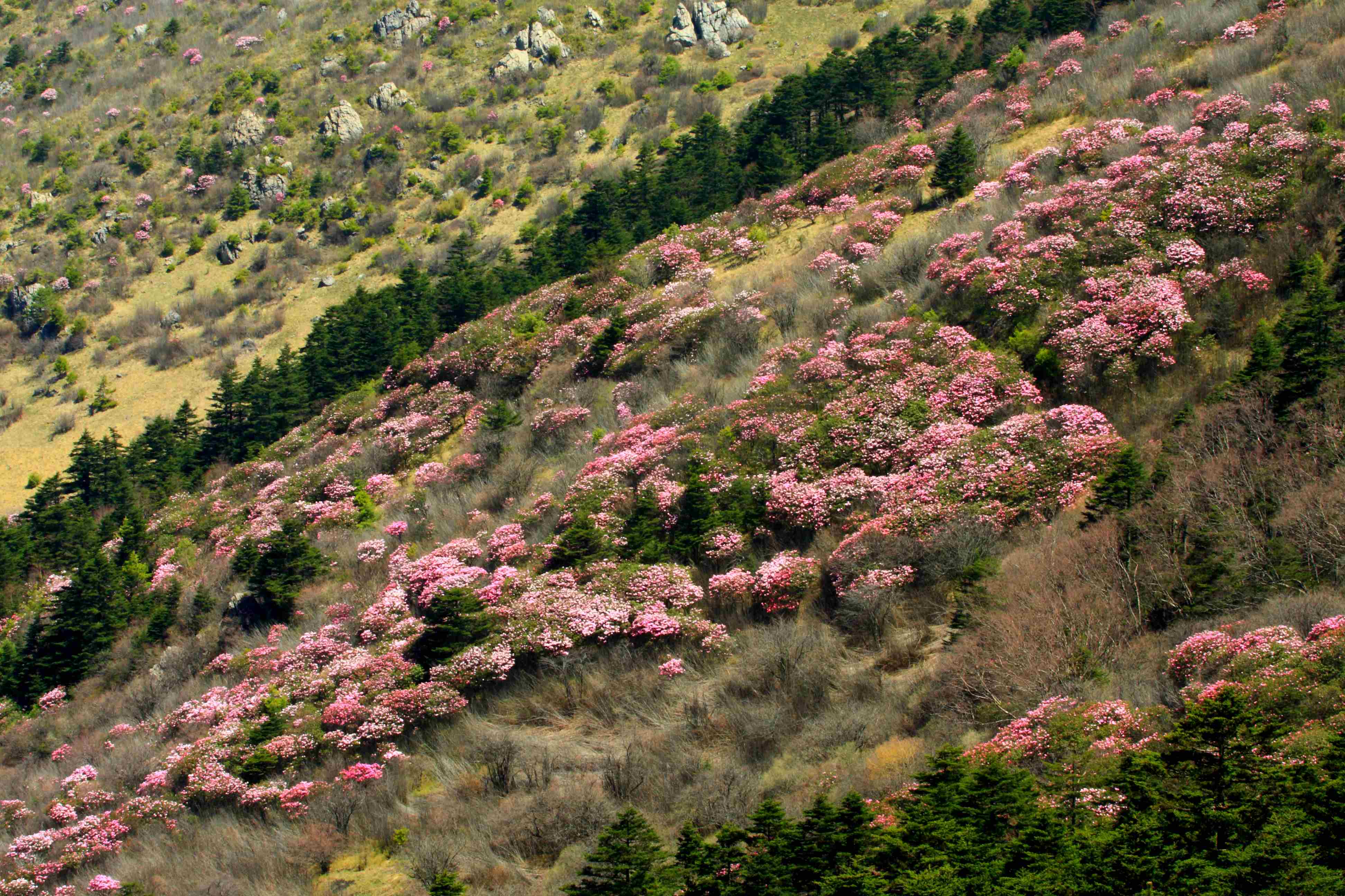 神农架靠谱的旅拍公司哪个好